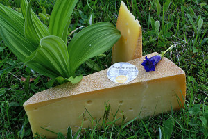 Bergkäse auf Alpenwiese