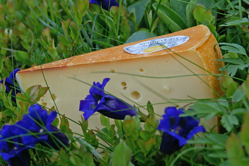 Käse auf Alpenwiese