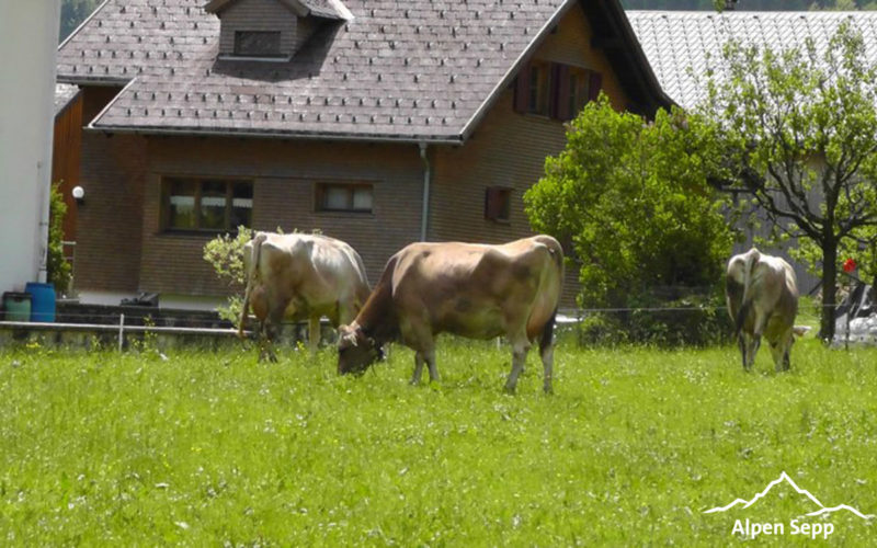 Urlaub am Bauernhof Bischof in Mellau im Bregenzerwald