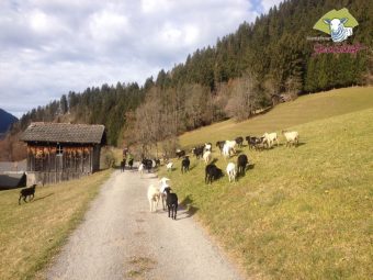 Montafoner Steinschaft Alpenlandschaft