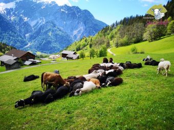 Montafoner Steinschaft Alpenlandschaft