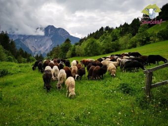 Montafoner Steinschaft Alpenlandschaft